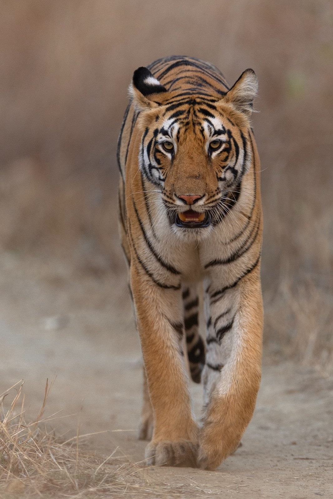 Bandhavgarh Tiger
